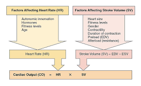 Cardiac Output Definition Factors