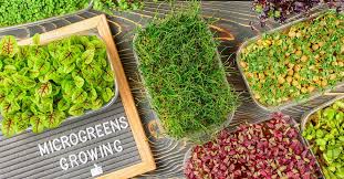 Growing Microgreens What Why And How