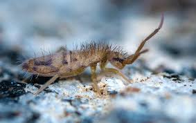 Pest Identification Springtails All