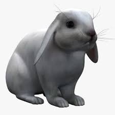 White Rabbit 3d Model
