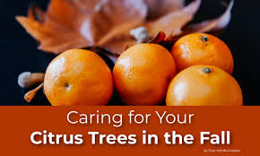 Caring For Your Citrus Tree In The Fall