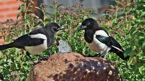 Bird Garden Stock Footage Royalty