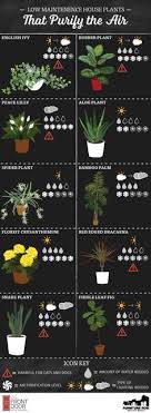 Infographic Plants