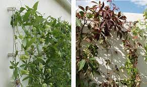 Examples Of Wire Trellis And Green