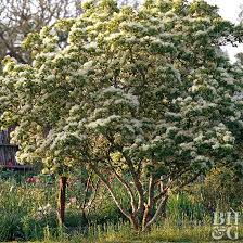 How To Plant And Grow Hawthorn Tree