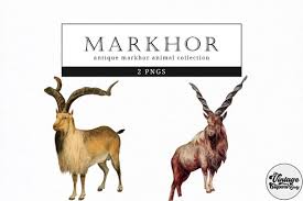 Markhor Vintage Animal Ilration