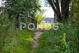 Photograph Wooden Bridge In The Forest