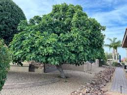 Fruit Trees Fig Elgin Nursery