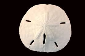 Sand Dollar Images Browse 13 458