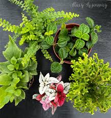 Diy Fairy Garden Ideas Stacy Risenmay