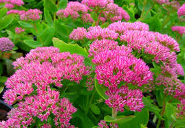Plants For Sunny And Dry Borders