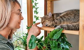 Plants Poisonous To Cats What You Need