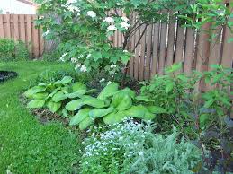 Hosta Information And Growing Tips
