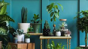 10 Best Low Light Indoor Plants