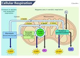 Biology 112 Exam 2 Review 9 11