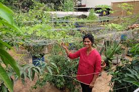 Fruits On Their Terrace Garden