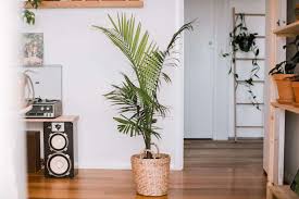 9 Types Of Palm Plants To Grow Indoors