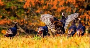 Hunting For Your Thanksgiving Turkey