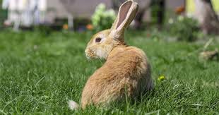 How To Keep Rabbits Away From Your Lawn