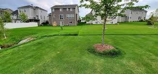 Raised Tree Root Ball Grass Lawn