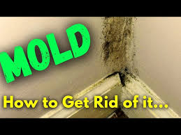 Mold On Drywall Should You Be