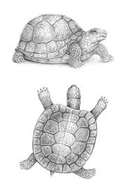 How To Draw A Turtle Envato Tuts