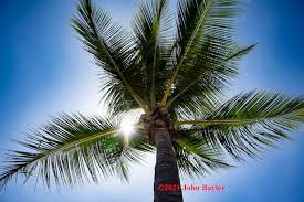 Buy Palm Tree In The Sun In