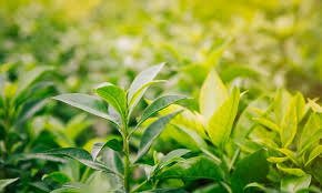 Tea Plant Images Free On Freepik