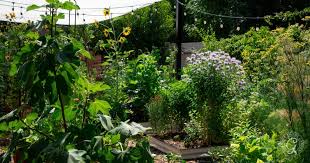 July Gardening Tasks For Low Desert