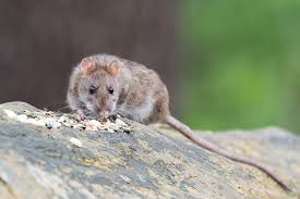 How To Deter Rats Naturally Natural