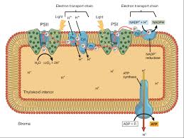 Light Dependent Reactions