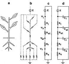 Plant Water Relations An Overview