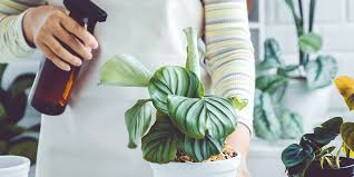 How To Save Your Calatheas From Winter