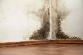 Four Types Of Mould To Look Out For In
