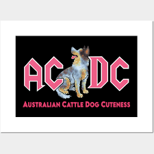 Australian Cattle Dog Acd Australian