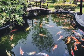 Fish Pond Images Free On Freepik