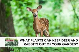 Plants That Keep Rabbits And Deer Out
