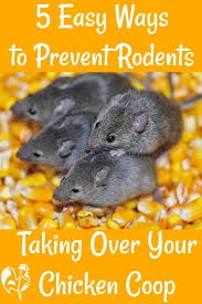 Rats Mice And How To Keep Them Away