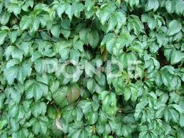 Green Ivy Covered Wall As Background