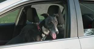Dog With Head Out Window Stock Footage