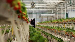 Vertical Farming Pros And Cons 8