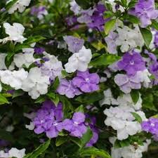 Poisonous Plants For Pets Pet Better