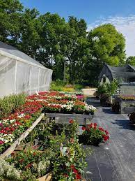 Plant Nursery Garden In