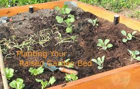Planting Plans For Your Raised Garden Bed