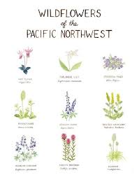 Pacific Northwest Wildflowers Art Print