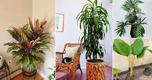 Indoor Plants That Look Like Palm Trees