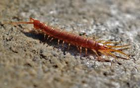 Are Centipedes Of Southern Maryland And