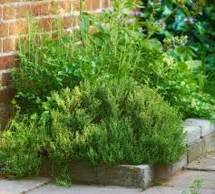 Herb Garden Stock Photos Images