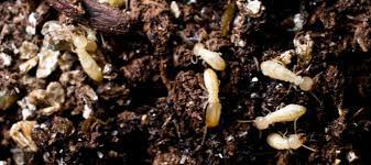 Signs Of Termites In Yard What Should