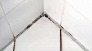 Strategies To Prevent Big Mold And